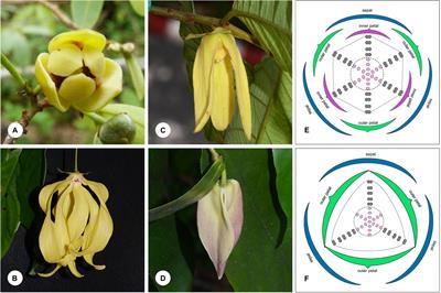 Organ Homologies and Perianth Evolution in the Dasymaschalon Alliance (Annonaceae): Inner Petal Loss and Its Functional Consequences